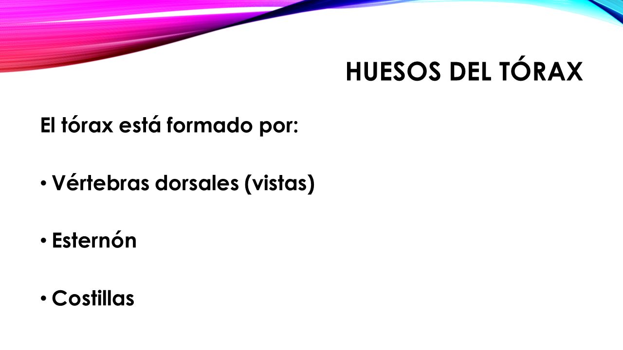 HUESOS DEL TÓRAX El tórax está formado por: