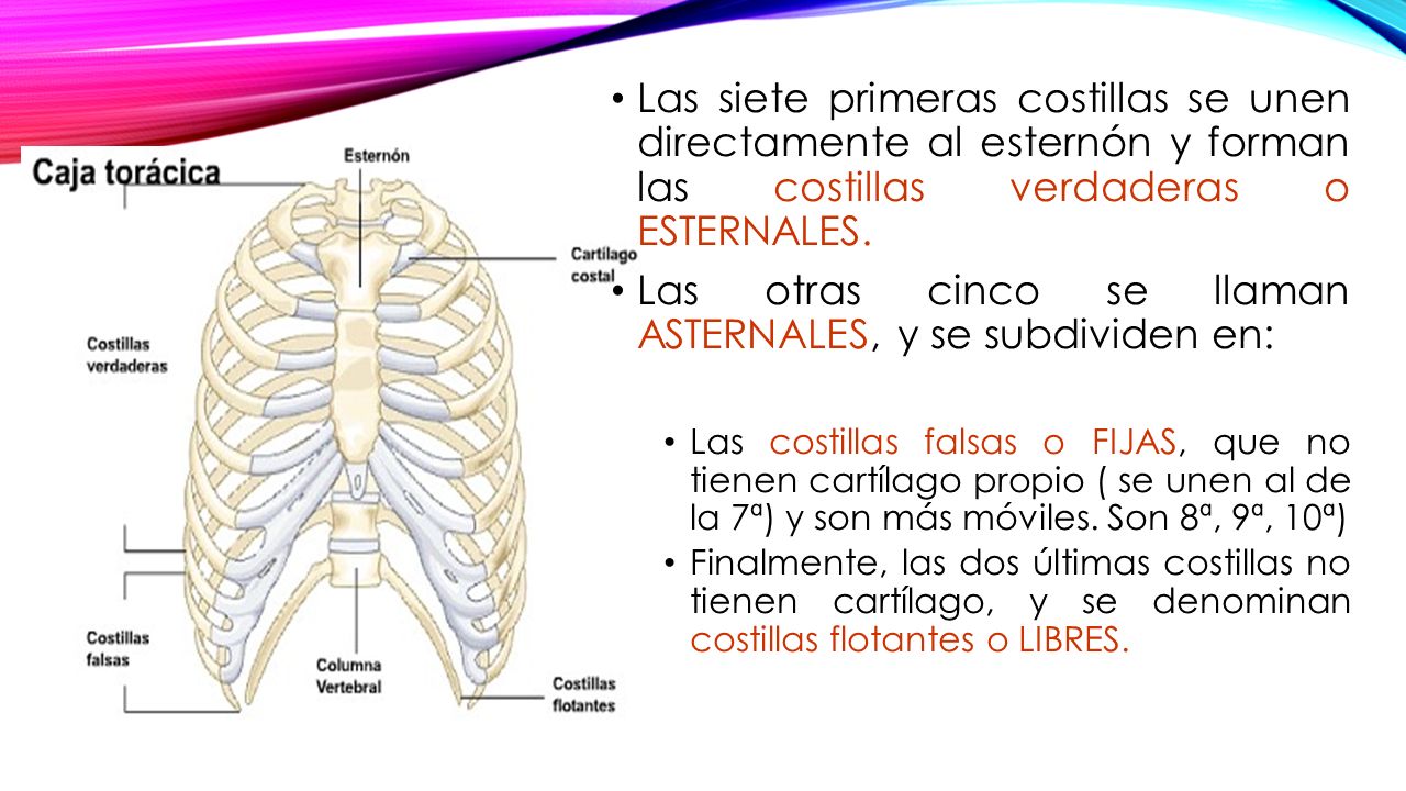 Las otras cinco se llaman ASTERNALES, y se subdividen en: