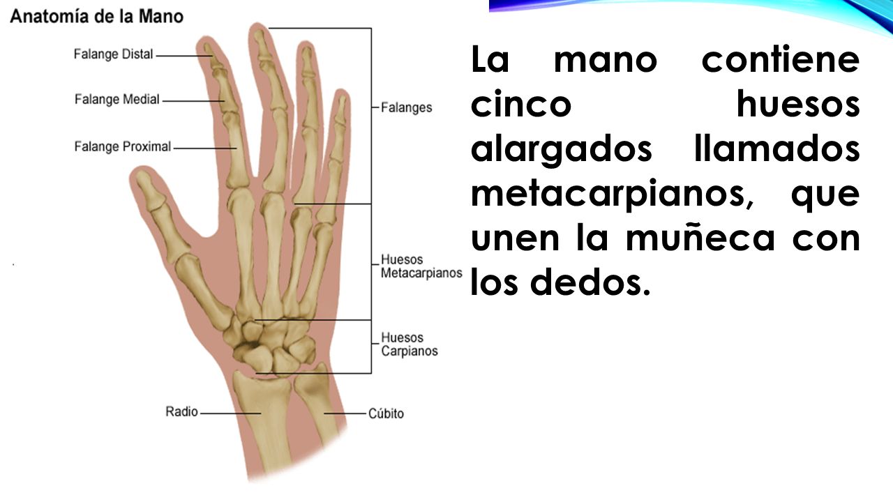 La mano contiene cinco huesos alargados llamados metacarpianos, que unen la muñeca con los dedos.