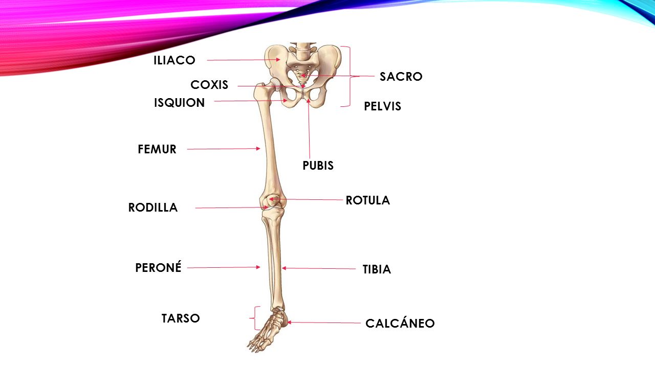 ILIACO SACRO COXIS ISQUION PELVIS FEMUR PUBIS ROTULA RODILLA PERONÉ TIBIA TARSO CALCÁNEO