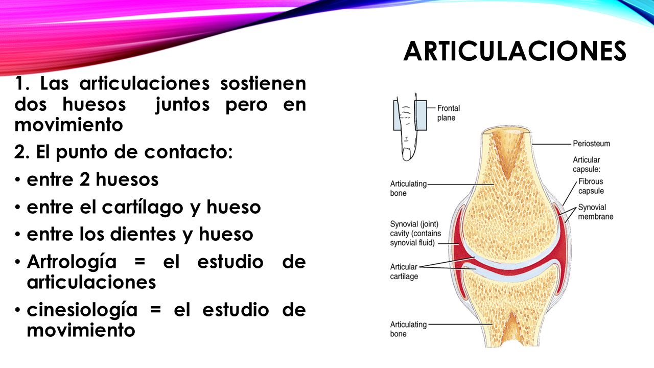 ARTICULACIONES 1. Las articulaciones sostienen dos huesos juntos pero en movimiento. 2. El punto de contacto:
