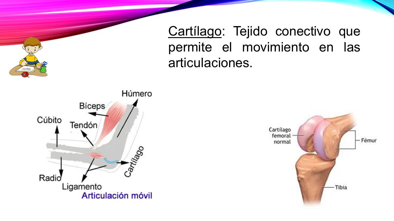 Cartílago: Tejido conectivo que permite el movimiento en las articulaciones.