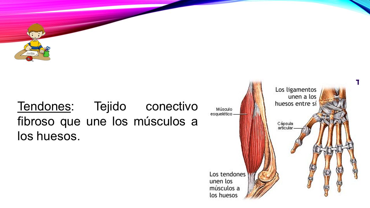 Tendones: Tejido conectivo fibroso que une los músculos a los huesos.