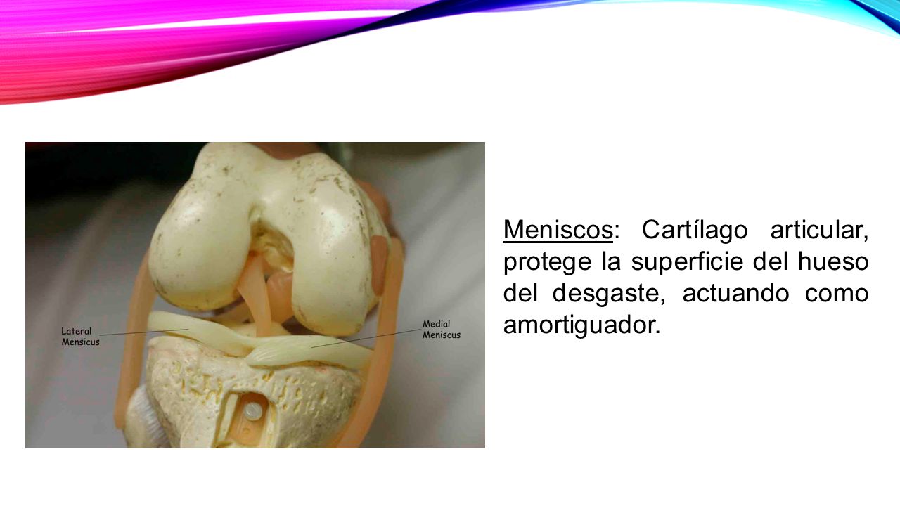 Meniscos: Cartílago articular, protege la superficie del hueso del desgaste, actuando como amortiguador.