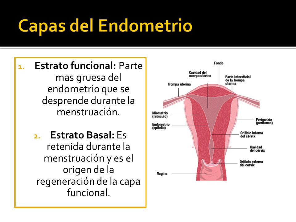 Capas del Endometrio Estrato funcional: Parte mas gruesa del endometrio que se desprende durante la menstruación.