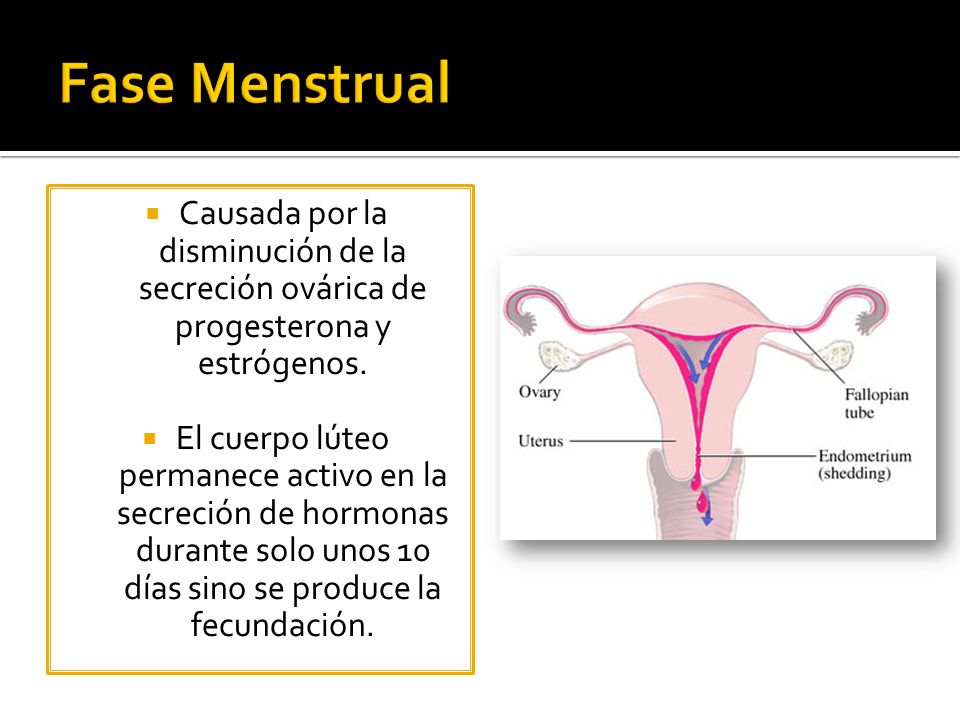 Fase Menstrual Causada por la disminución de la secreción ovárica de progesterona y estrógenos.