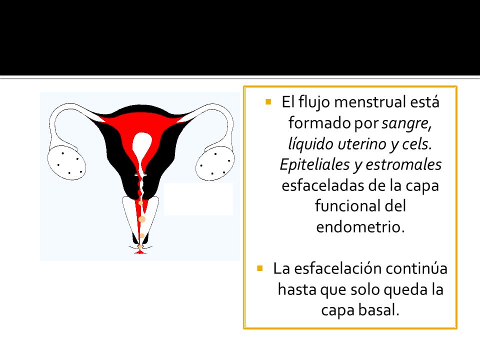 La esfacelación continúa hasta que solo queda la capa basal.