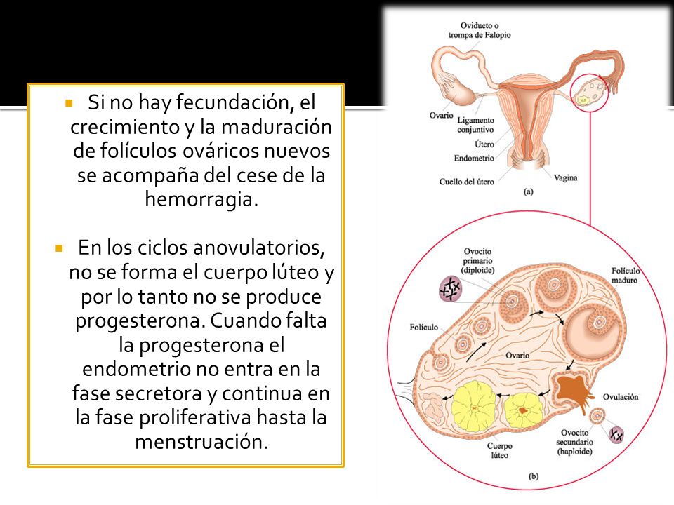 Si no hay fecundación, el crecimiento y la maduración de folículos ováricos nuevos se acompaña del cese de la hemorragia.