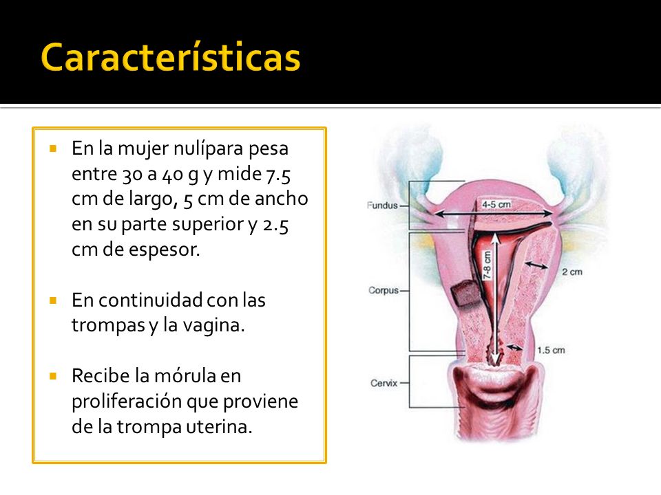 Características En la mujer nulípara pesa entre 30 a 40 g y mide 7.5 cm de largo, 5 cm de ancho en su parte superior y 2.5 cm de espesor.