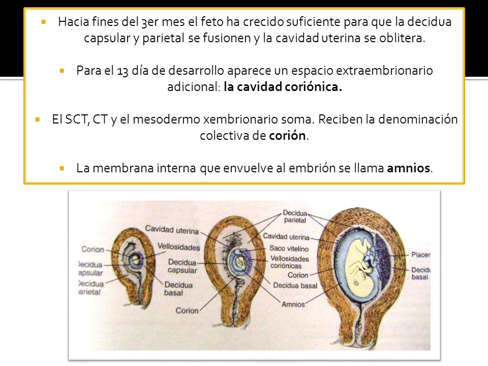 La membrana interna que envuelve al embrión se llama amnios.