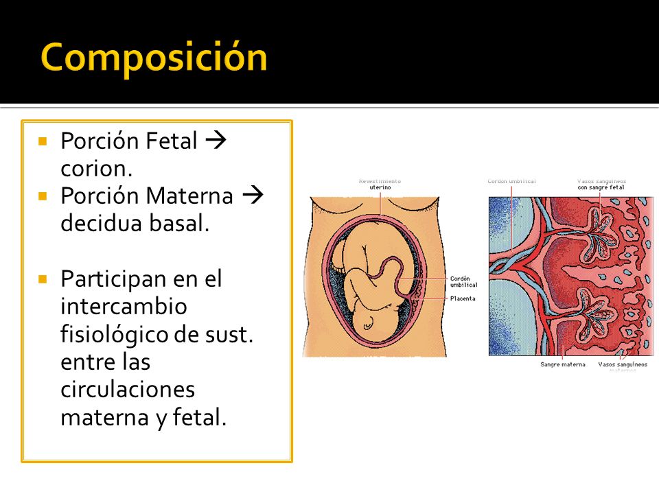 Composición Porción Fetal  corion. Porción Materna  decidua basal.