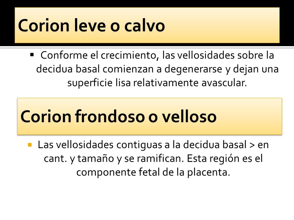 Corion leve o calvo Corion frondoso o velloso