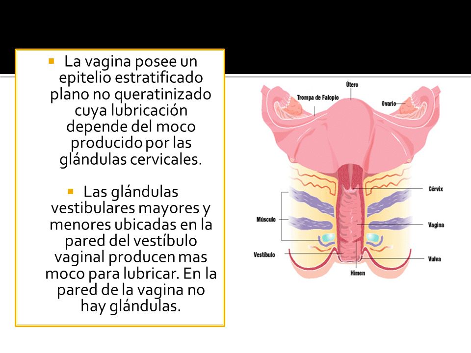 La vagina posee un epitelio estratificado plano no queratinizado cuya lubricación depende del moco producido por las glándulas cervicales.