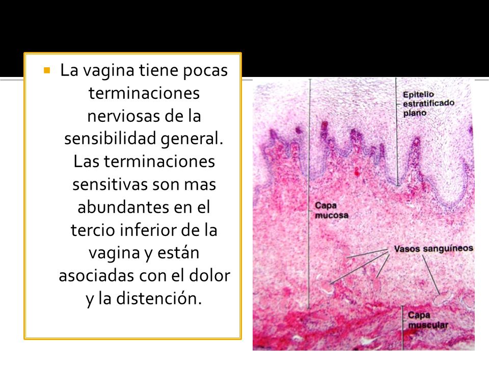 La vagina tiene pocas terminaciones nerviosas de la sensibilidad general.