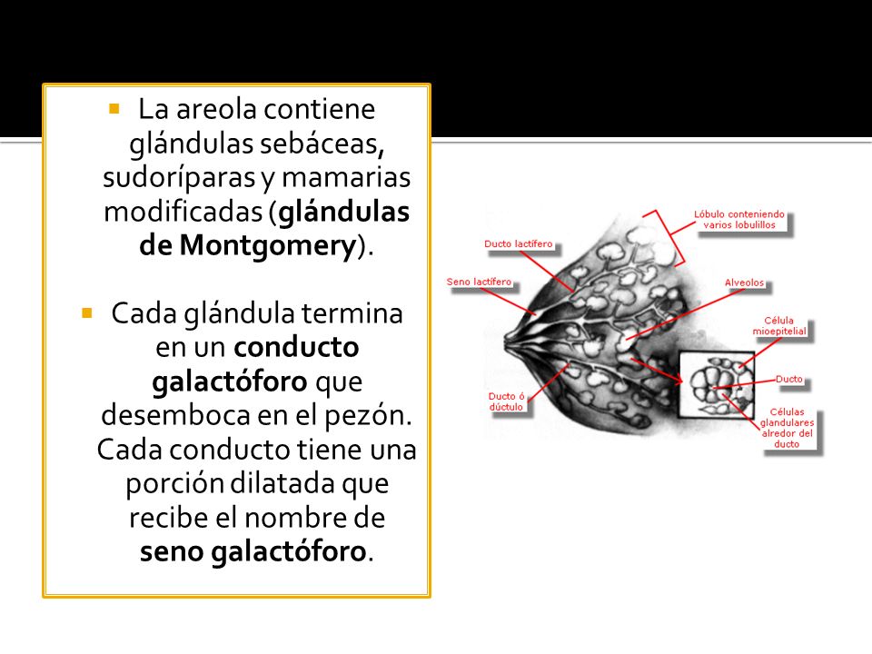 La areola contiene glándulas sebáceas, sudoríparas y mamarias modificadas (glándulas de Montgomery).