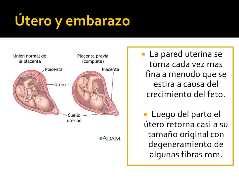 Útero y embarazo La pared uterina se torna cada vez mas fina a menudo que se estira a causa del crecimiento del feto.