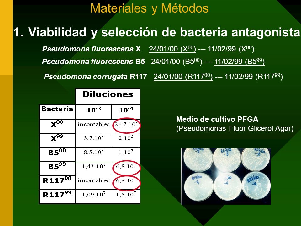 Viabilidad y selección de bacteria antagonista