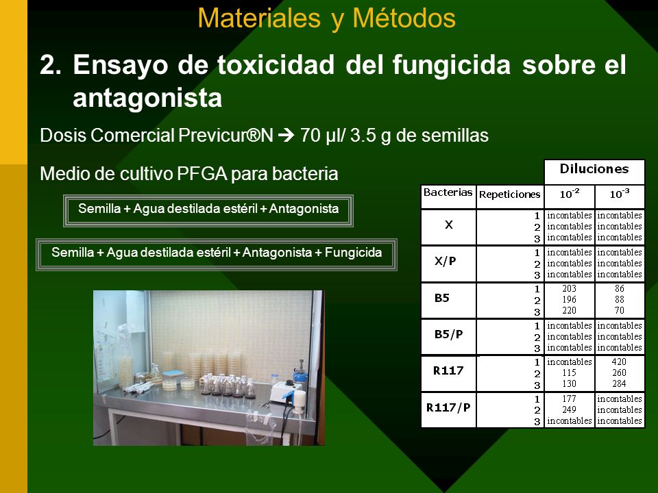 Ensayo de toxicidad del fungicida sobre el antagonista