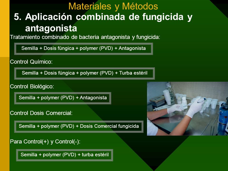 Aplicación combinada de fungicida y antagonista