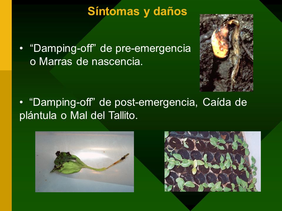 Síntomas y daños Damping-off de pre-emergencia o Marras de nascencia. Damping-off de post-emergencia, Caída de plántula o Mal del Tallito.