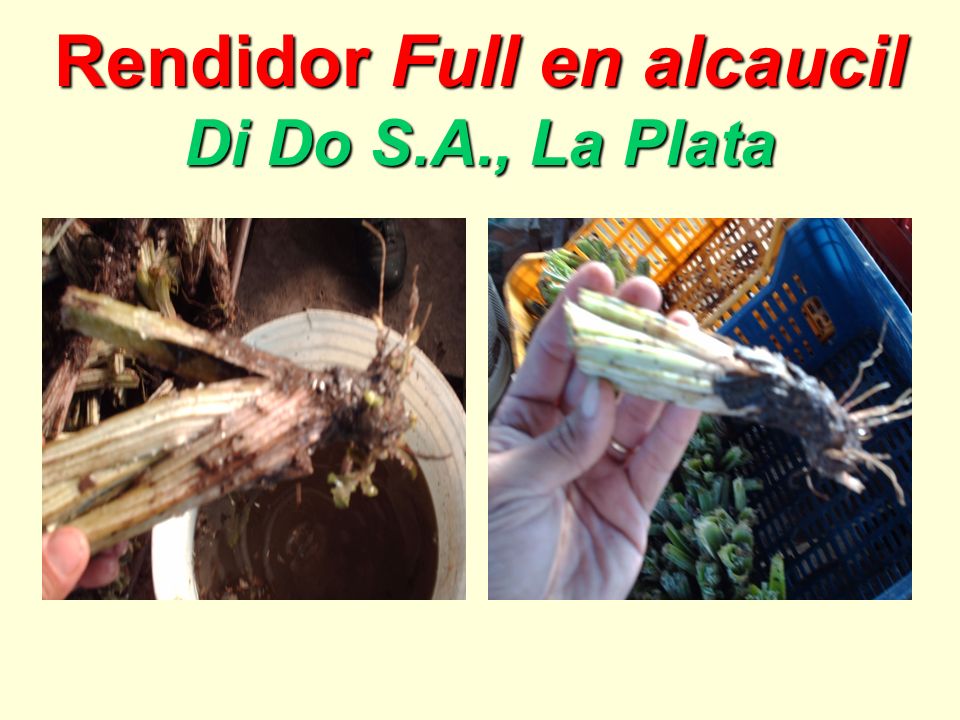 Rendidor Full en alcaucil Di Do S.A., La Plata