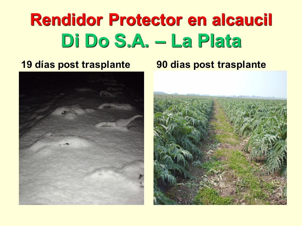 Rendidor Protector en alcaucil Di Do S.A. – La Plata