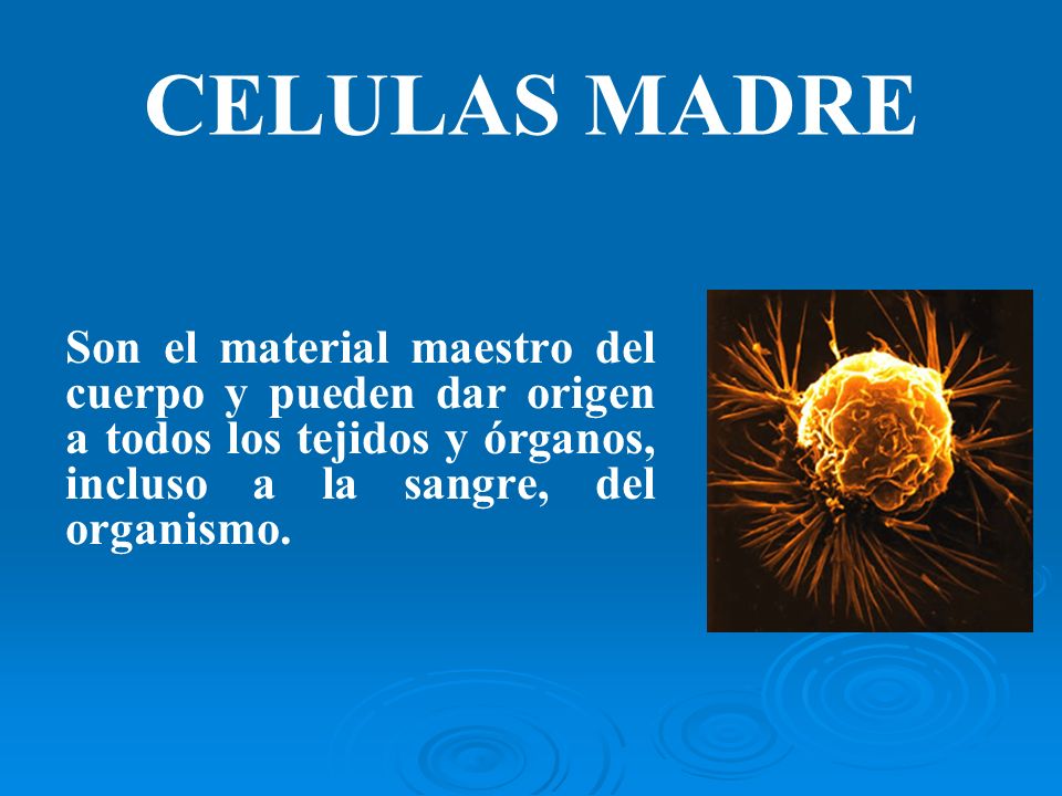 CELULAS MADRE Son el material maestro del cuerpo y pueden dar origen a todos los tejidos y órganos, incluso a la sangre, del organismo.