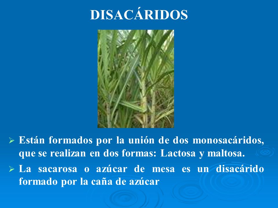 DISACÁRIDOS Están formados por la unión de dos monosacáridos, que se realizan en dos formas: Lactosa y maltosa.