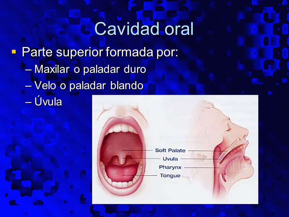 Cavidad oral Parte superior formada por: Maxilar o paladar duro