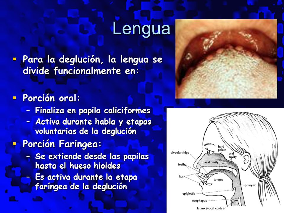 Lengua Para la deglución, la lengua se divide funcionalmente en: