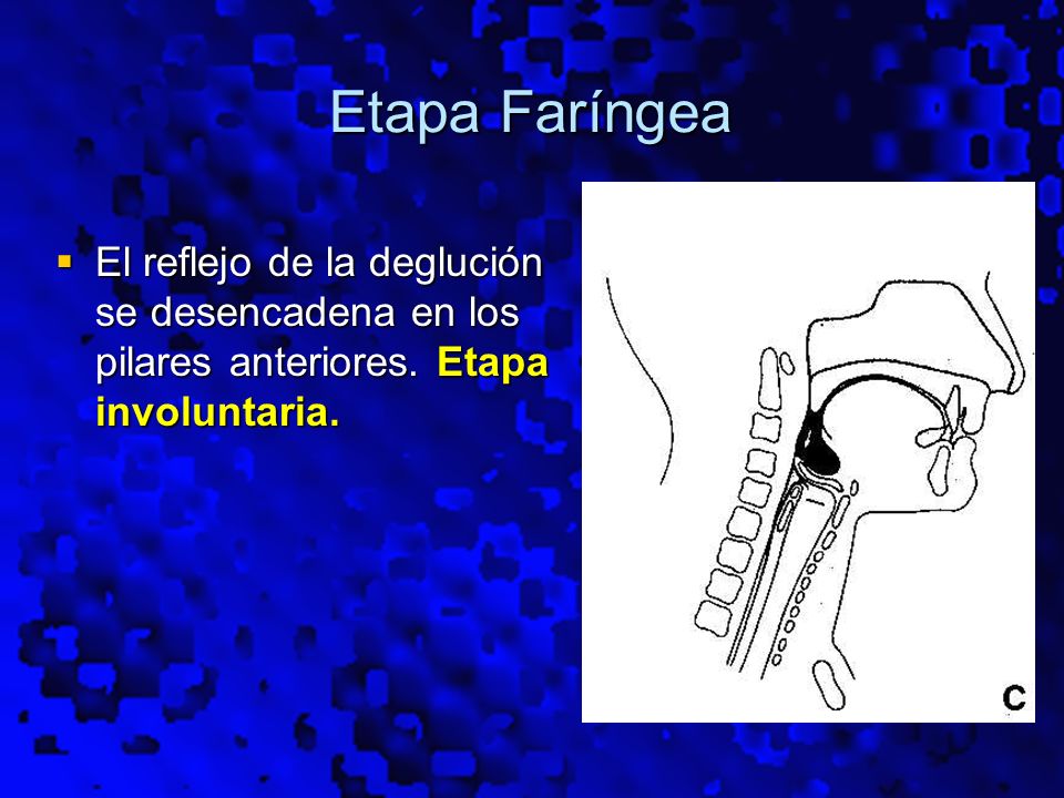 Etapa Faríngea El reflejo de la deglución se desencadena en los pilares anteriores.