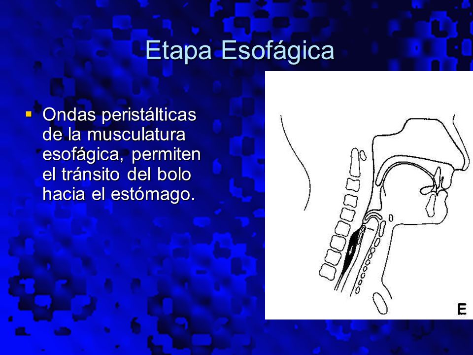 Etapa Esofágica Ondas peristálticas de la musculatura esofágica, permiten el tránsito del bolo hacia el estómago.