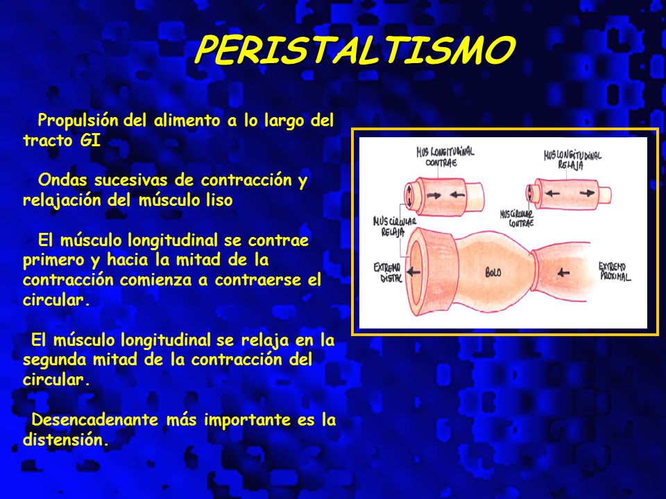 PERISTALTISMO Propulsión del alimento a lo largo del tracto GI