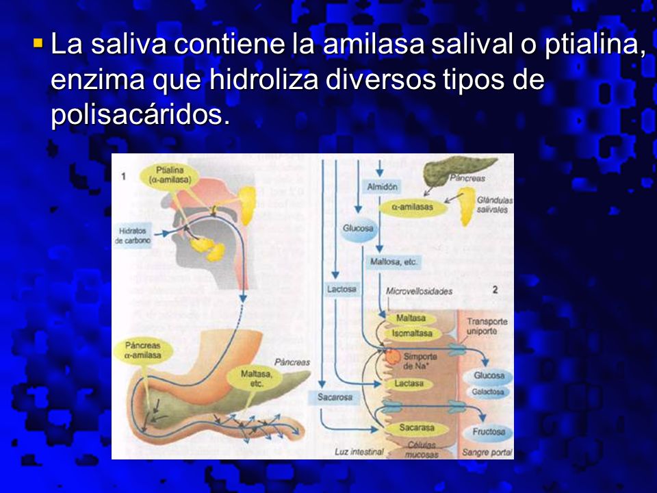 La saliva contiene la amilasa salival o ptialina, enzima que hidroliza diversos tipos de polisacáridos.