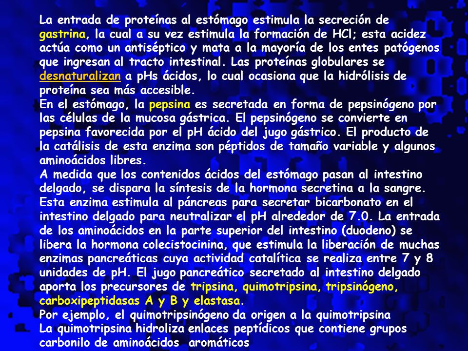 La entrada de proteínas al estómago estimula la secreción de gastrina, la cual a su vez estimula la formación de HCl; esta acidez actúa como un antiséptico y mata a la mayoría de los entes patógenos que ingresan al tracto intestinal. Las proteínas globulares se desnaturalizan a pHs ácidos, lo cual ocasiona que la hidrólisis de proteína sea más accesible.