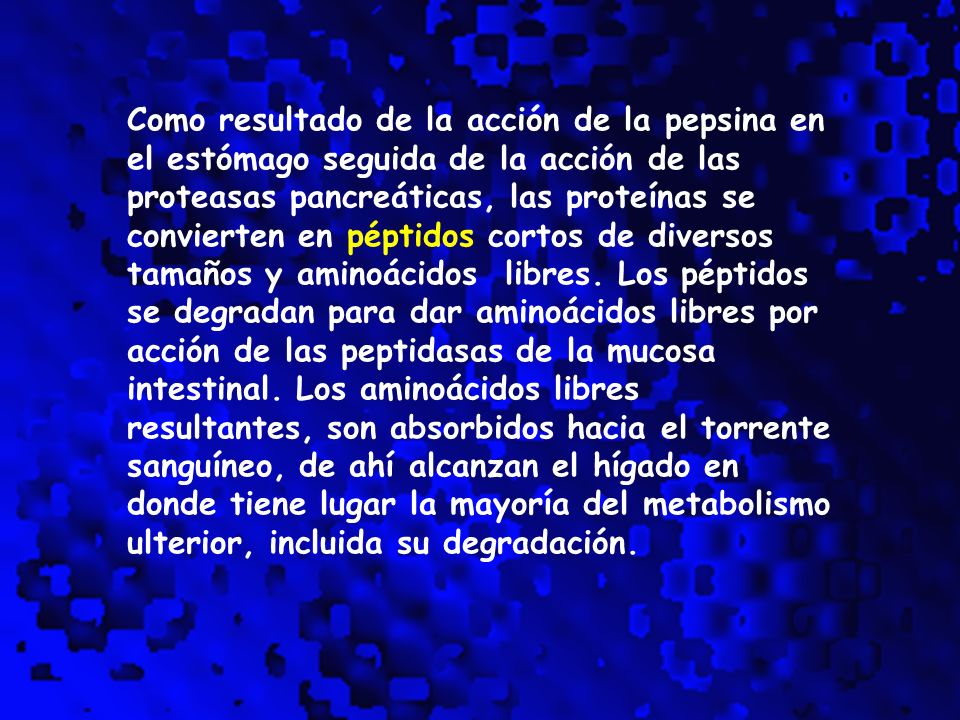 Como resultado de la acción de la pepsina en el estómago seguida de la acción de las proteasas pancreáticas, las proteínas se convierten en péptidos cortos de diversos tamaños y aminoácidos libres.