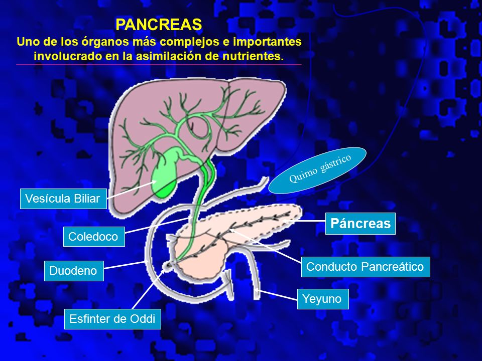 PANCREAS Uno de los órganos más complejos e importantes involucrado en la asimilación de nutrientes.