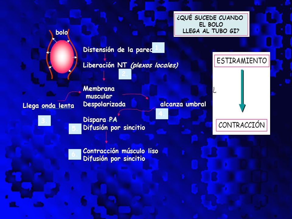 bolo Distensión de la pared. Liberación NT (plexos locales) Membrana. muscular. Despolarizada alcanza umbral.