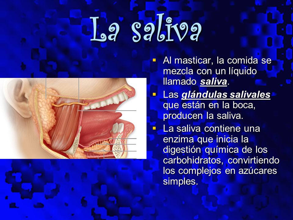 La saliva Al masticar, la comida se mezcla con un líquido llamado saliva. Las glándulas salivales que están en la boca, producen la saliva.