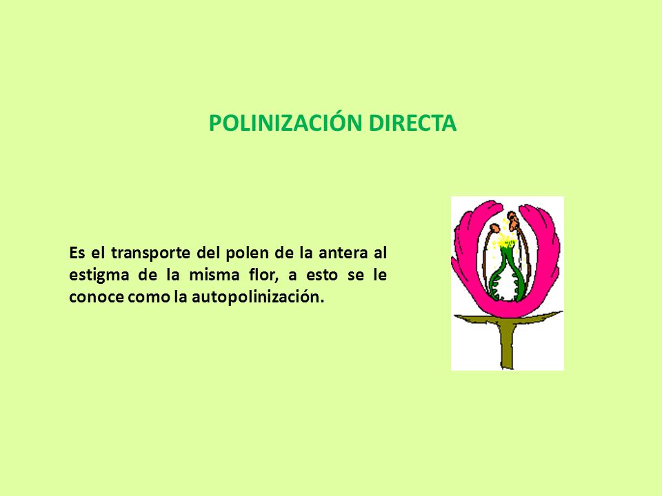 POLINIZACIÓN DIRECTA Es el transporte del polen de la antera al estigma de la misma flor, a esto se le conoce como la autopolinización.