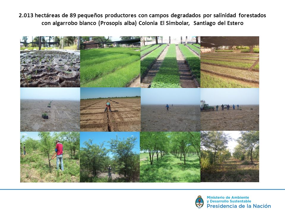 2.013 hectáreas de 89 pequeños productores con campos degradados por salinidad forestados con algarrobo blanco (Prosopis alba) Colonia El Simbolar, Santiago del Estero