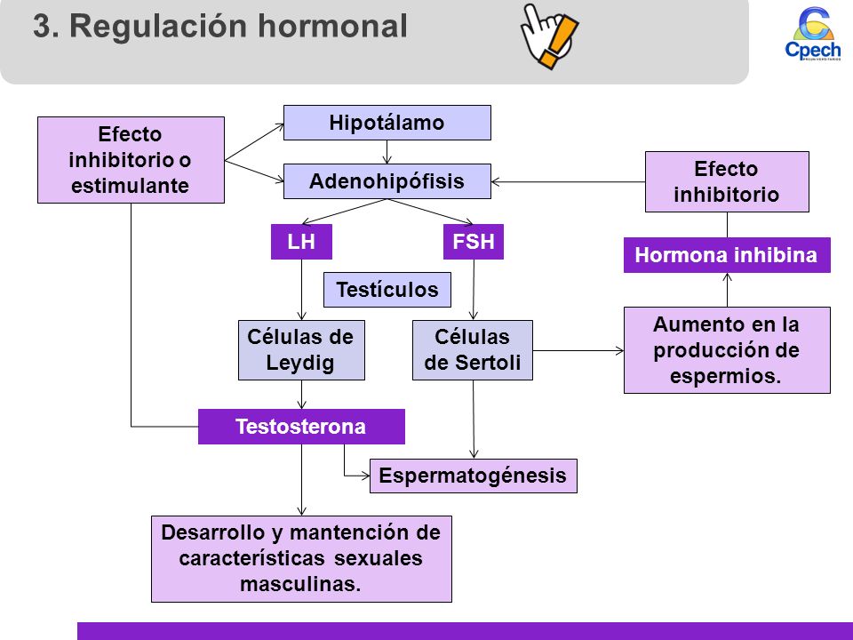 3. Regulación hormonal Hipotálamo Efecto inhibitorio o estimulante