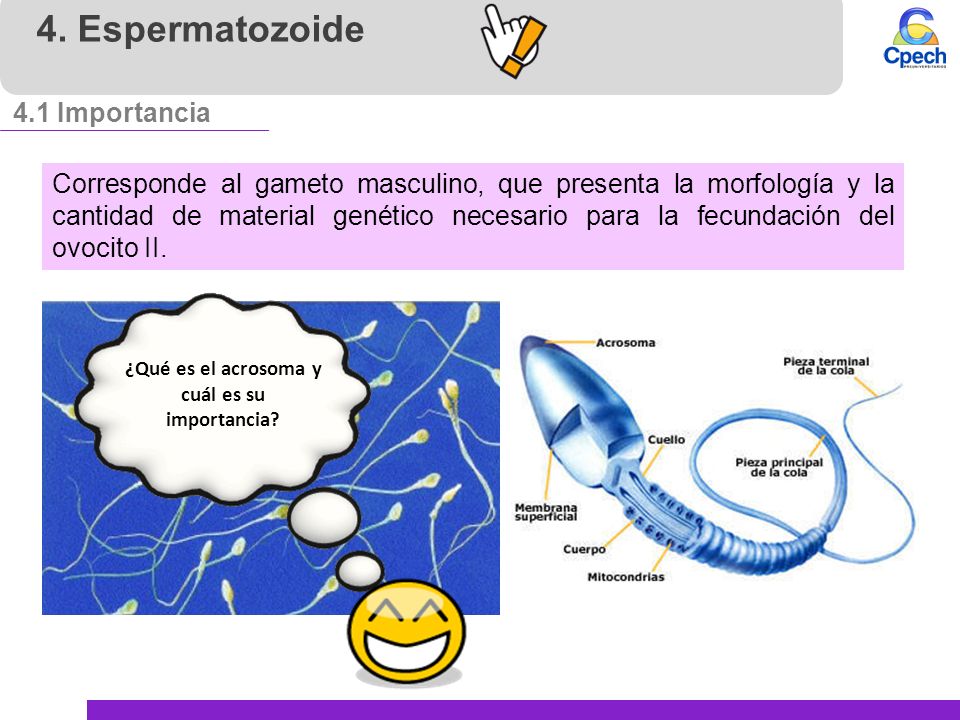 ¿Qué es el acrosoma y cuál es su importancia