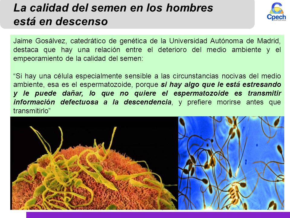 La calidad del semen en los hombres está en descenso