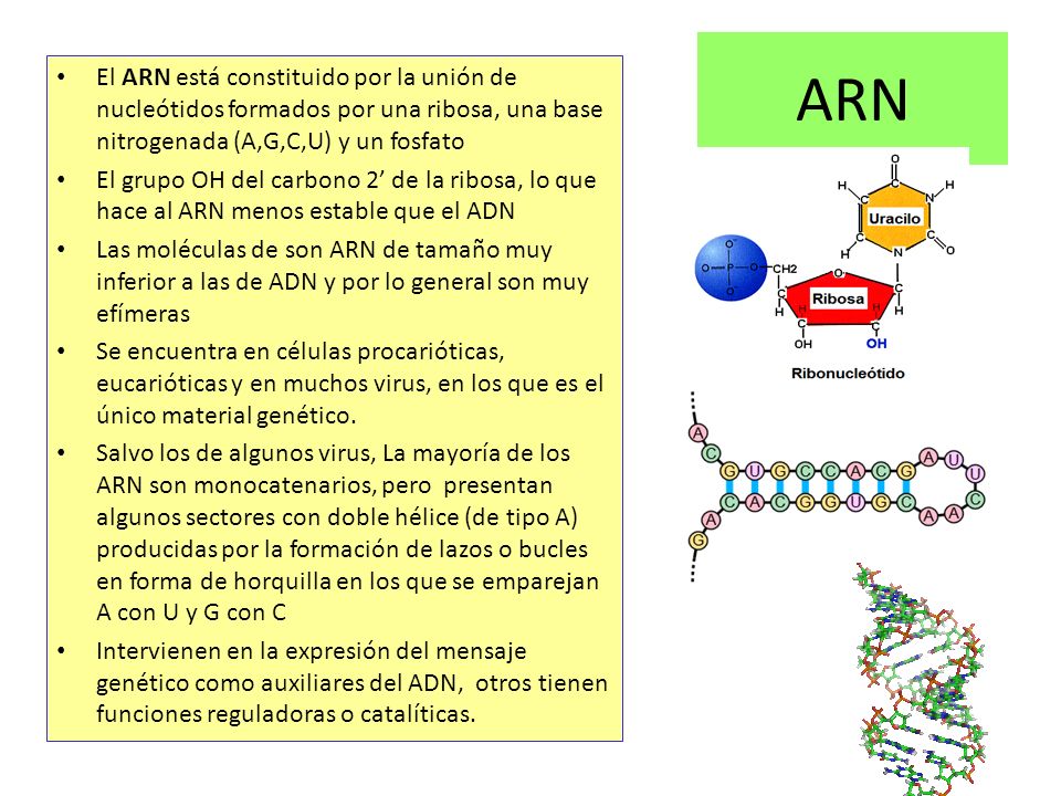 ARN El ARN está constituido por la unión de nucleótidos formados por una ribosa, una base nitrogenada (A,G,C,U) y un fosfato.