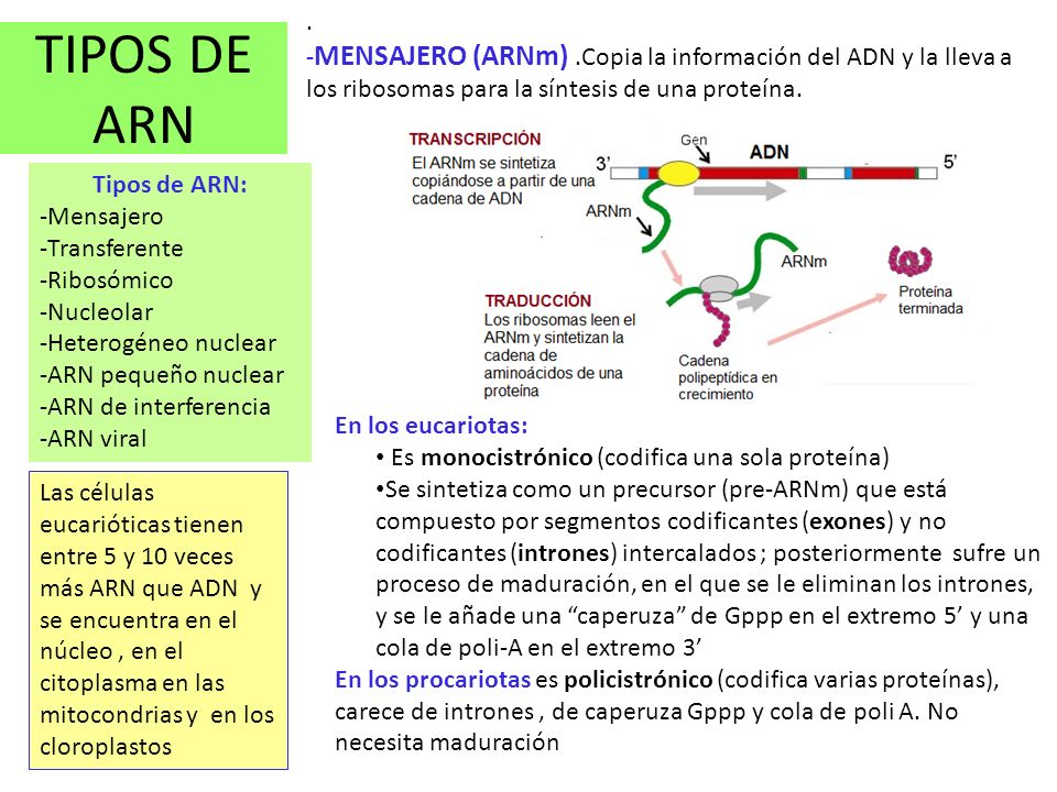 . -MENSAJERO (ARNm) .Copia la información del ADN y la lleva a los ribosomas para la síntesis de una proteína.