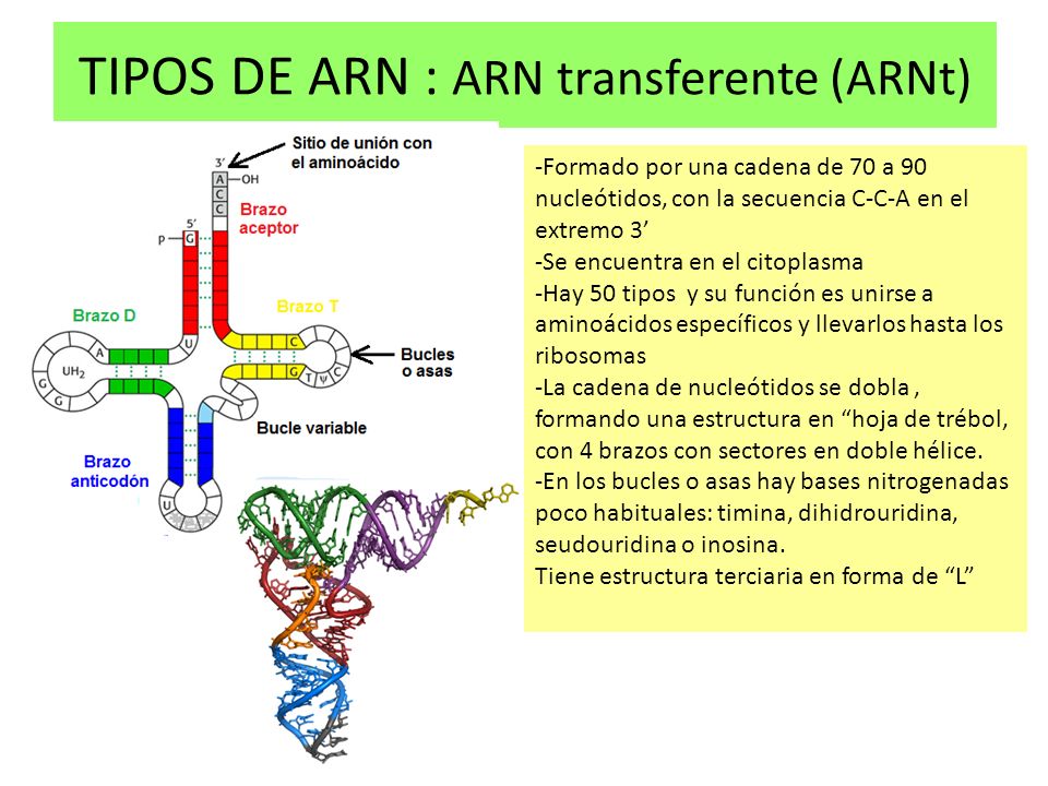 TIPOS DE ARN : ARN transferente (ARNt)