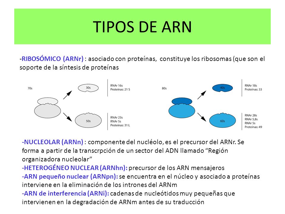 TIPOS DE ARN -RIBOSÓMICO (ARNr) : asociado con proteínas, constituye los ribosomas (que son el soporte de la síntesis de proteínas.