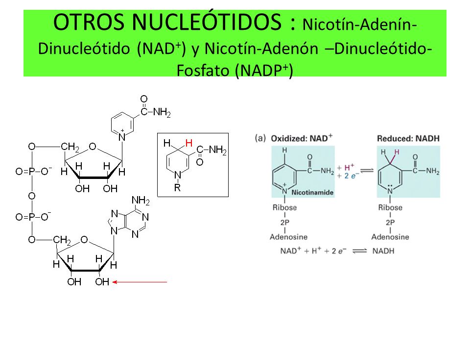 OTROS NUCLEÓTIDOS : Nicotín-Adenín-Dinucleótido (NAD+) y Nicotín-Adenón –Dinucleótido- Fosfato (NADP+)