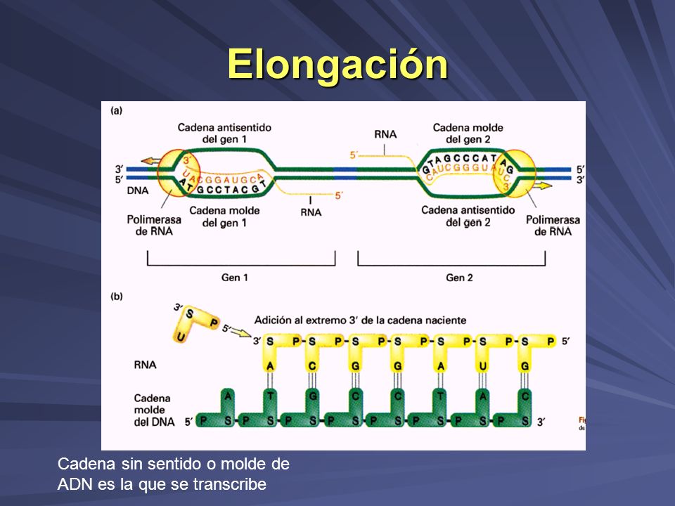 Elongación Cadena sin sentido o molde de ADN es la que se transcribe